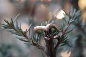 vielsesring, guld, guldring, ring